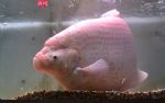 The Saddest Fish In Salford 